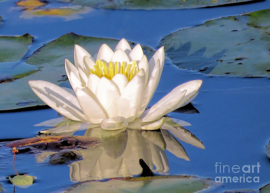 Water Lily Reflection Photograph by Janice Drew