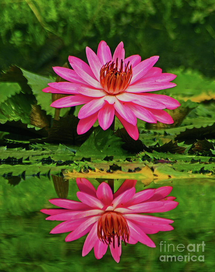 Hot Pink Water Lily reflection Photograph by Larry Nieland
