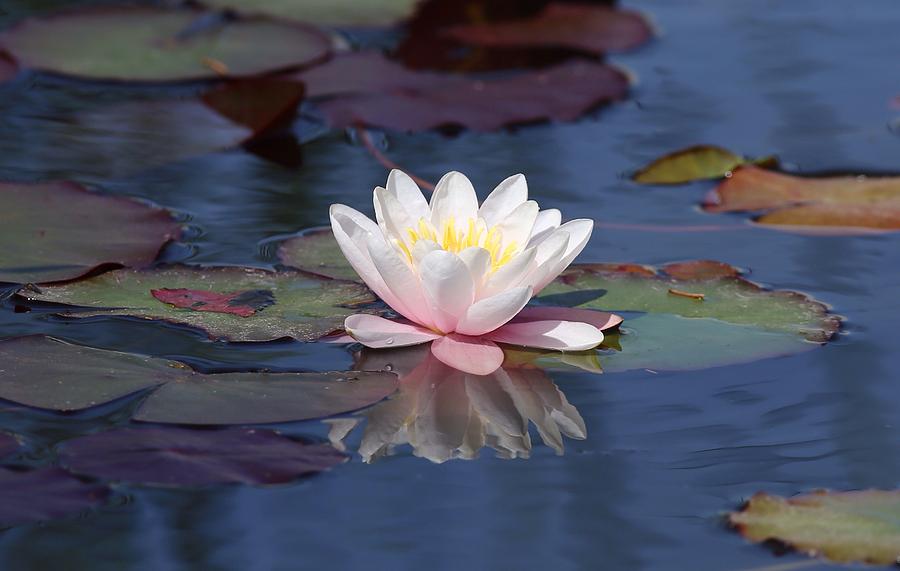 Water Lily Reflection Photograph by Lynn Hopwood