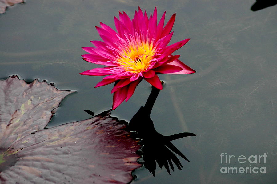 Water Lily Reflection Photograph by Mark Gilman