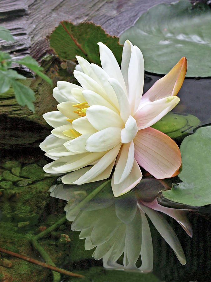 Water Lily Reflections Photograph by Gill Billington