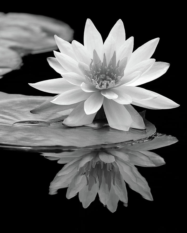 Water Lily Reflections I Photograph by Dawn Currie