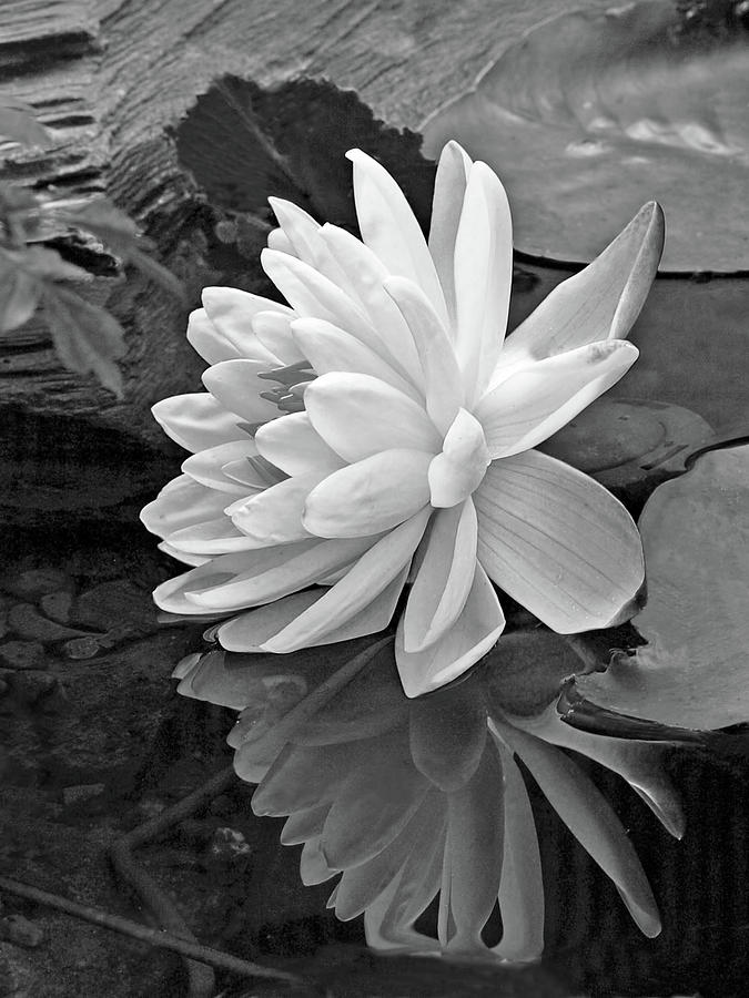 Lily Photograph - Water Lily Reflections in Black and White by Gill Billington