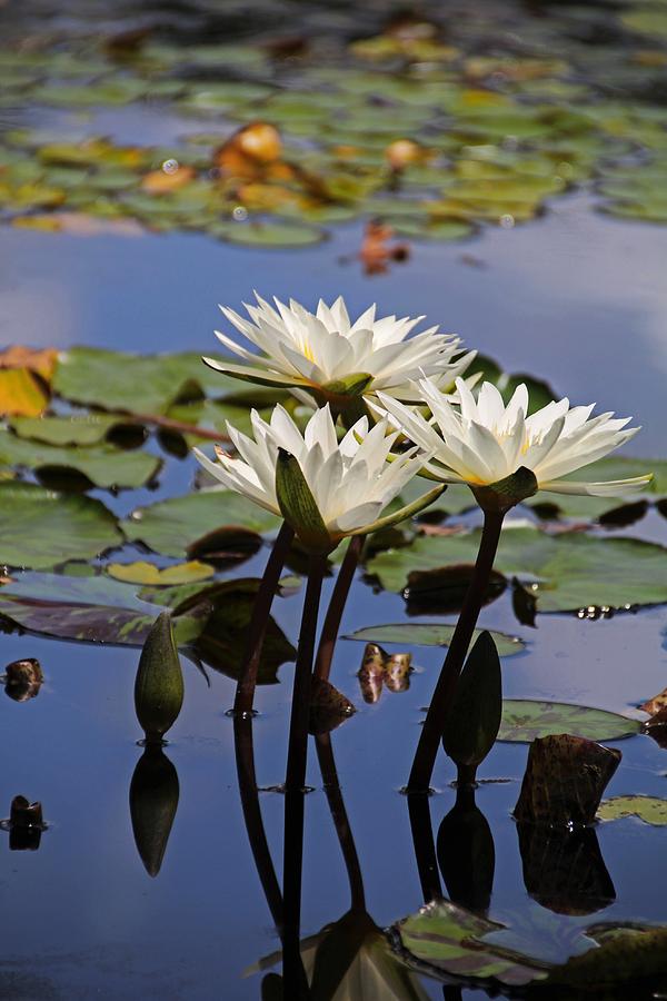 Water Lily Reflections Photograph by Michiale Schneider