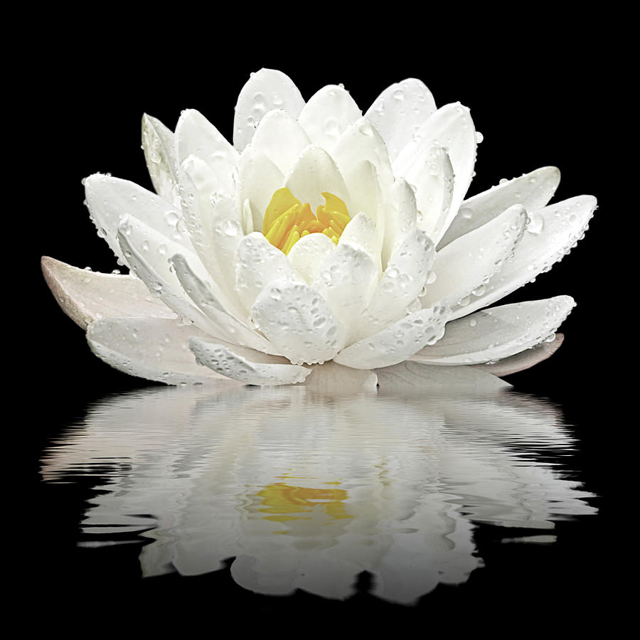 Water Lily Reflections on Black Photograph by Gill Billington