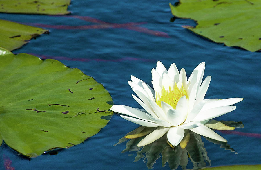 Water Lily Photograph by Rich Franco