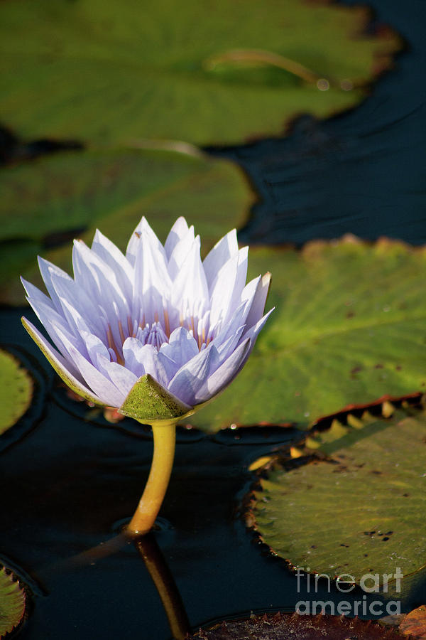 Water Lily Photograph by Rich S
