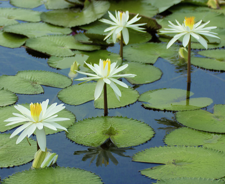 Water Lily Photograph by Richard Goldman