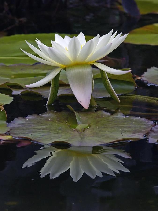 Water Lily Photograph by Robert Ullmann