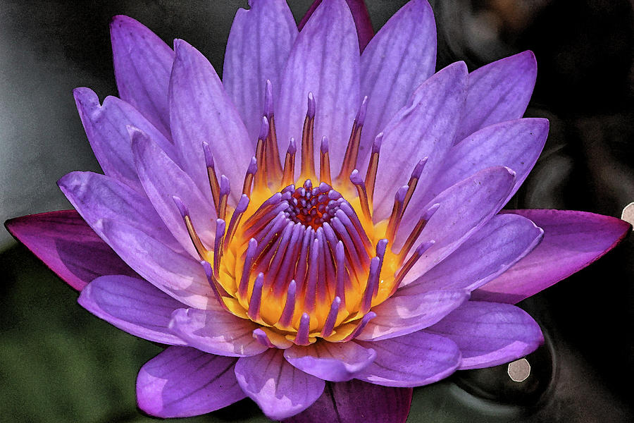 Nature Digital Art - Water Lily by Sandeep Gangadharan