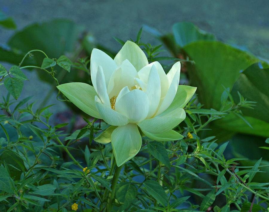 Water Lily Photograph by Sandy Keeton