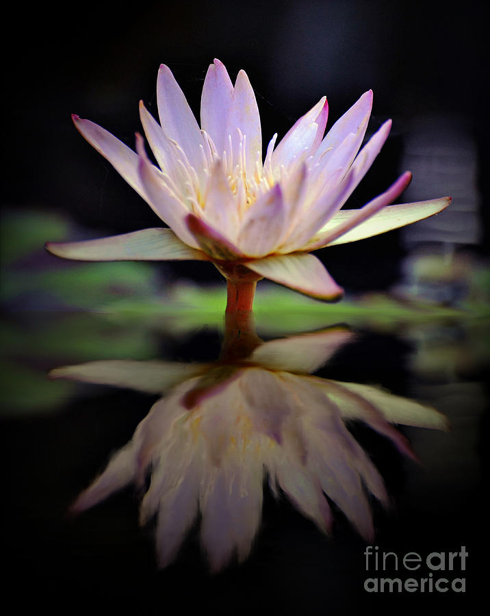 Water Lily Photograph by Savannah Gibbs