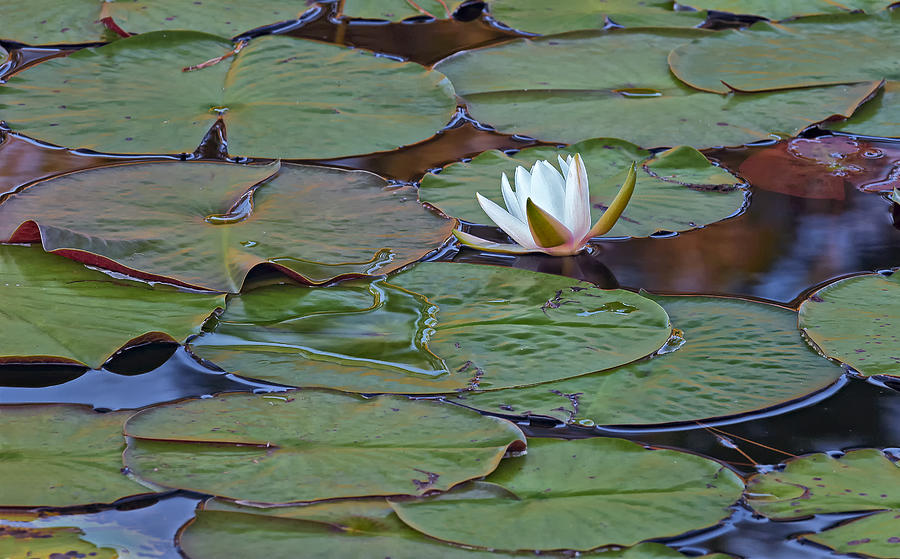 Water Lily Scene Photograph by Bill Chambers