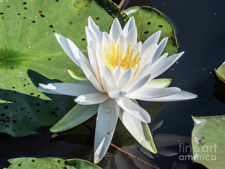Water Lily Photograph by Scott and Dixie Wiley