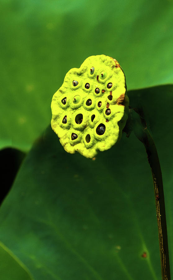 Water Lily Seed Pod Photograph by Jeff Kurtz