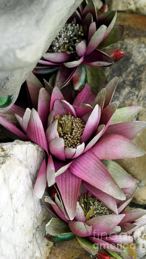 Water Lily - Seerose Photograph by Eva-Maria Di Bella
