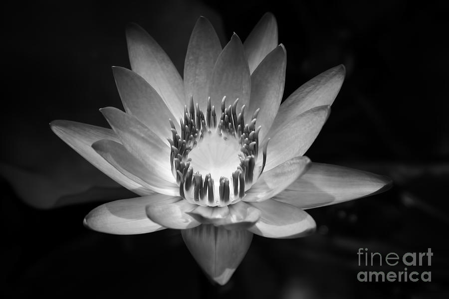 Water Lily Photograph by Sharon Mau