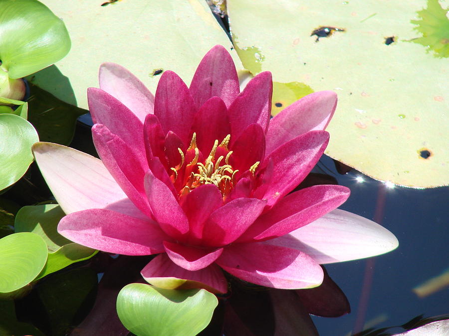 Water Lily Photograph by Shelby Cliff - Fine Art America