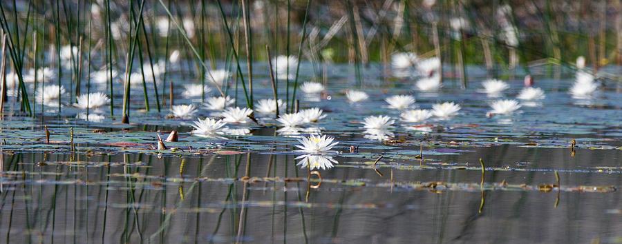 Water Lily Shoreline Photograph by Michael Peychich