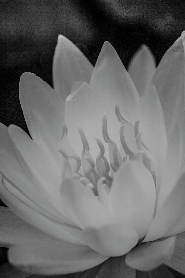 Water Lily Soft Monochrome Photograph by Teresa Wilson