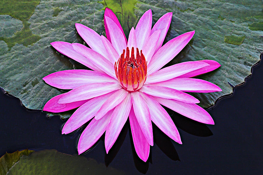Water Lily-St Lucia Photograph by Chester Williams
