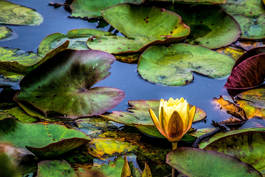 Water Lily Photograph by Steph Gabler