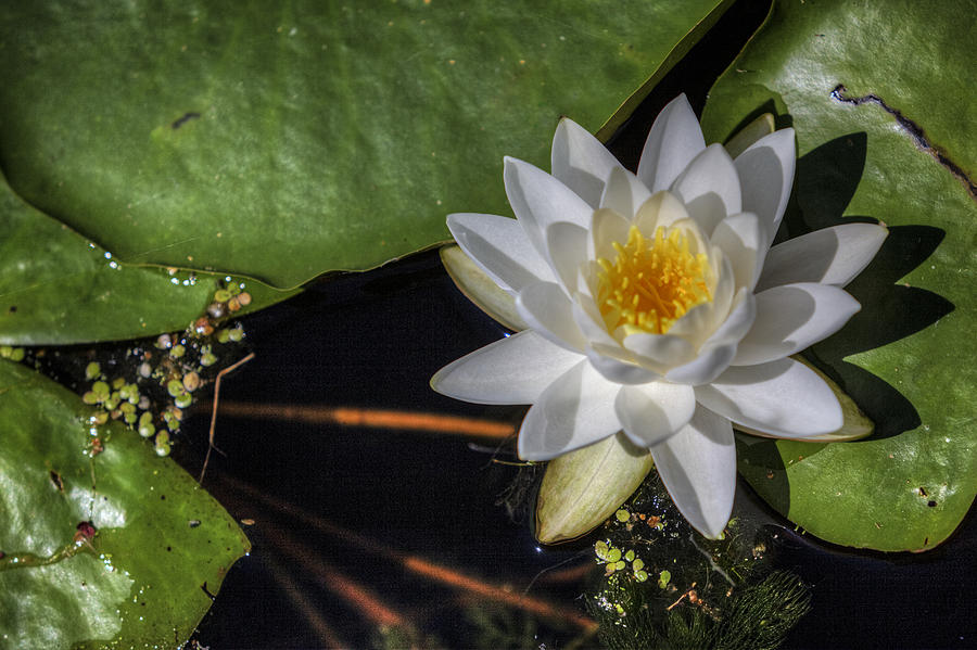 Water Lily Photograph by Steve Gravano
