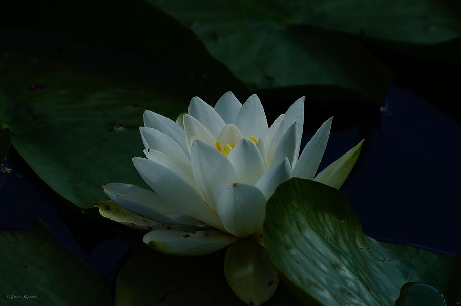 Water Lily Photograph by Steven Clipperton
