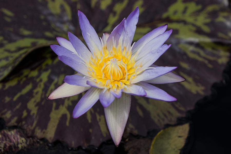 Water Lily Study #1 Photograph by Mindy Musick King