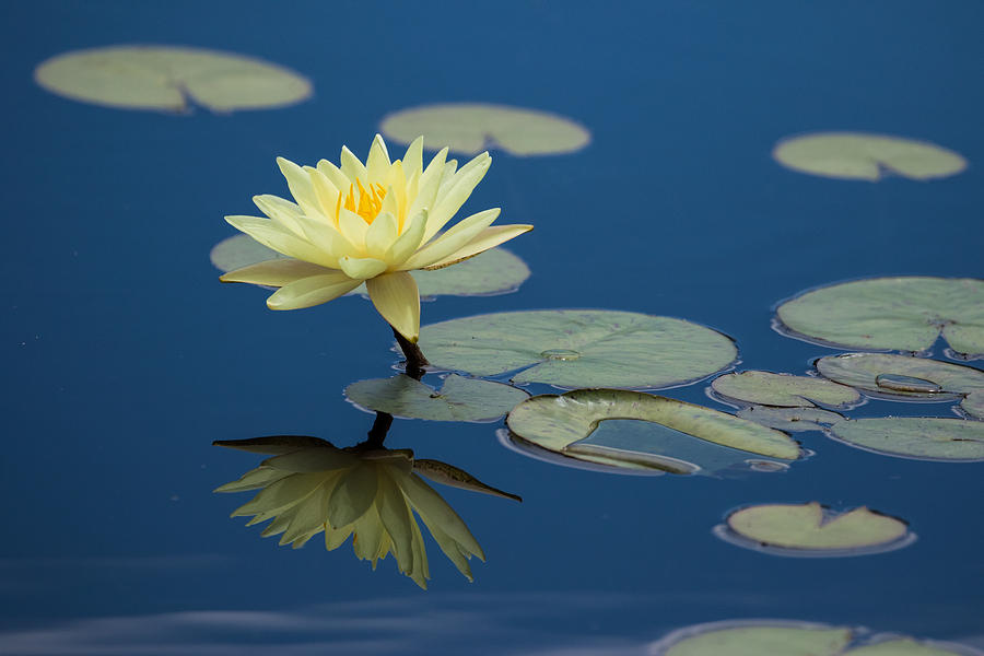 Water Lily Study #2 Photograph by Mindy Musick King