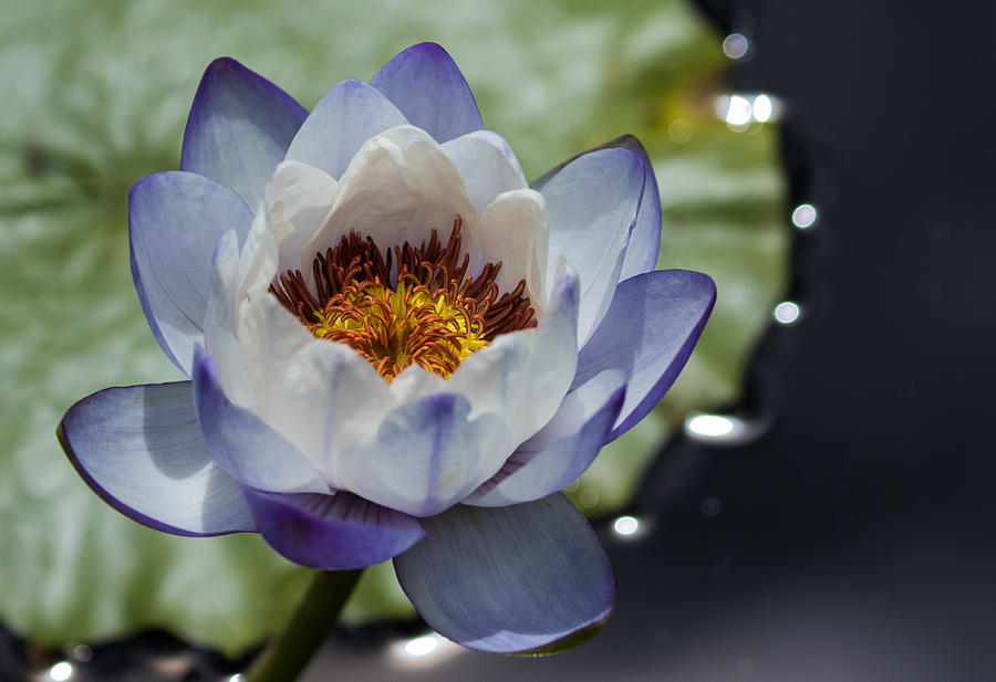 Water Lily Study #4 Photograph by Mindy Musick King