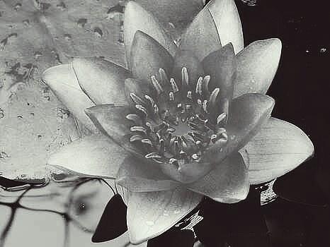 Black And White Photograph - Water Lily Study in Black and White by Kathy Barney