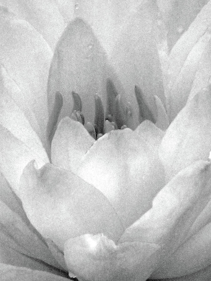 Water Lily - Sunday Surprise 01 - BW - Water Paper Photograph by Pamela Critchlow
