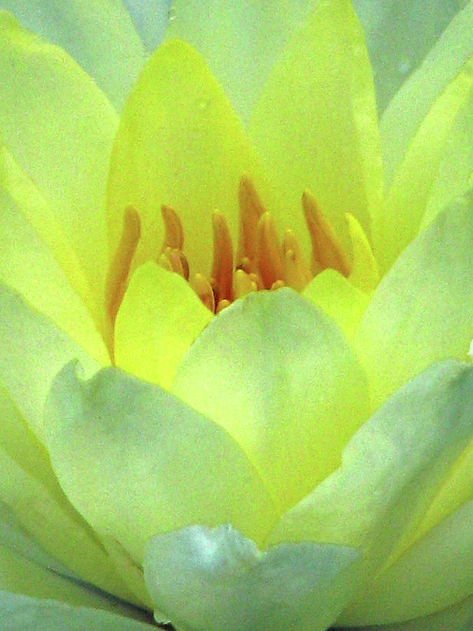 Water Lily - Sunday Surprise 01 Photograph by Pamela Critchlow