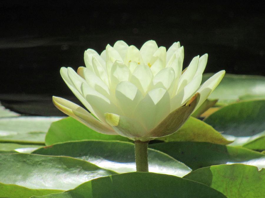 Water Lily - Sunny Sunday Morning 01 Photograph by Pamela Critchlow