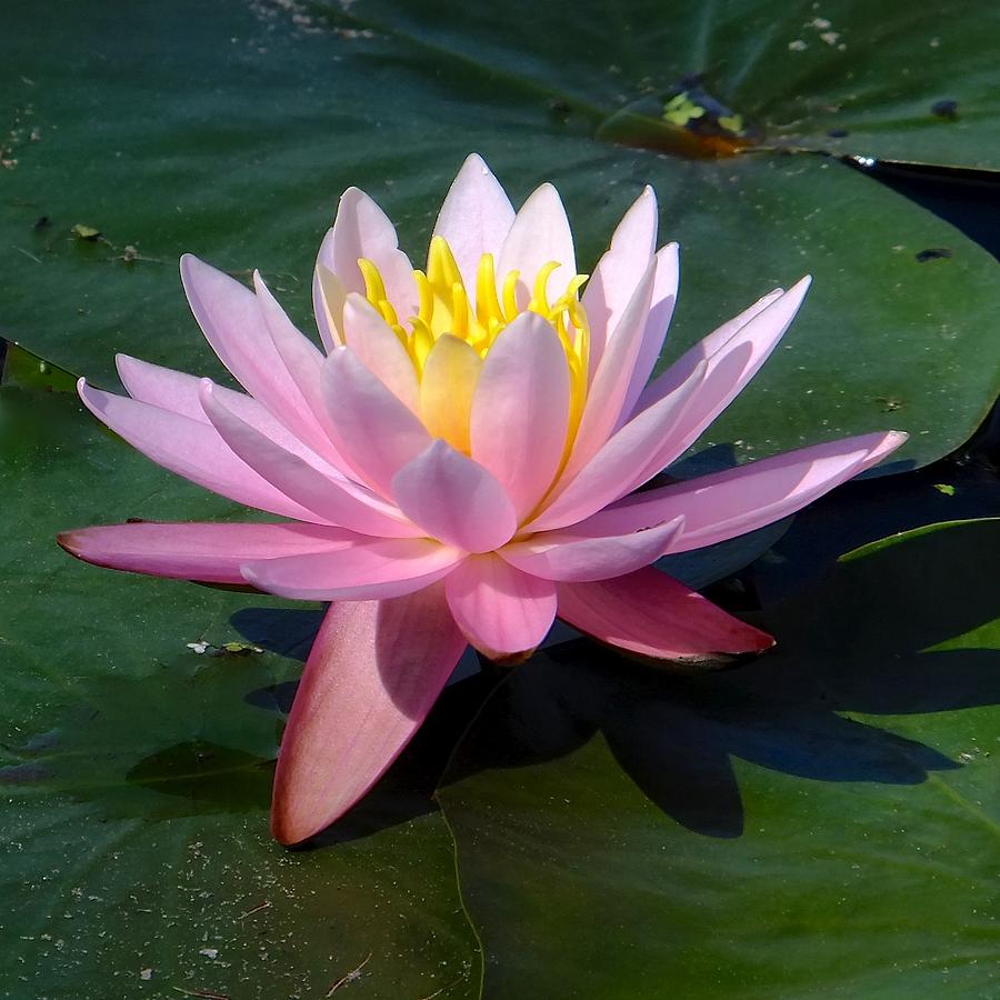 Water Lily Photograph by Tana Reiff