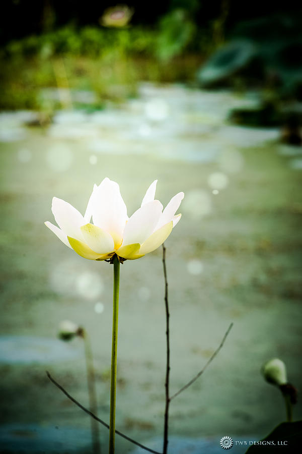 Water Lily Photograph by Teresa Blanton