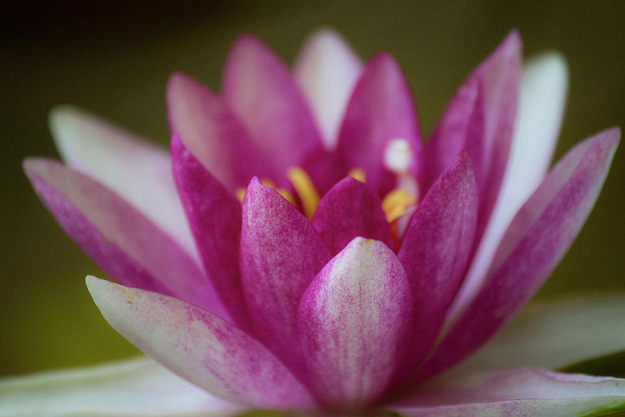 Water Lily Photograph by Teresa Wilson