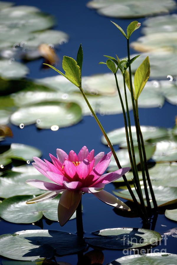 Water Lily Photograph by Terry Elniski