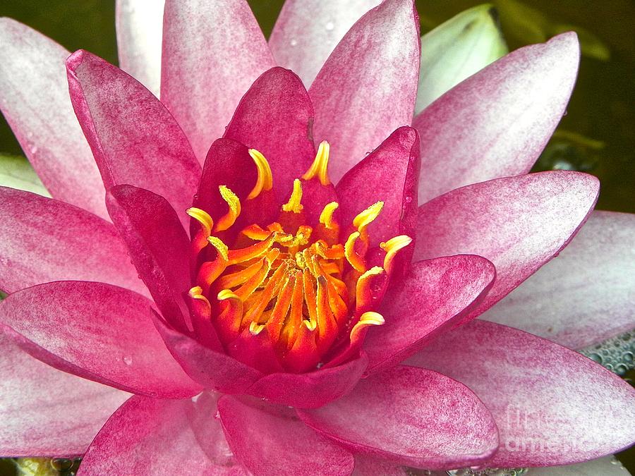 Lily Photograph - Water Lily by Tisha Clinkenbeard