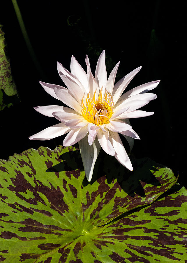 Water Lily Photograph by Tom Potter