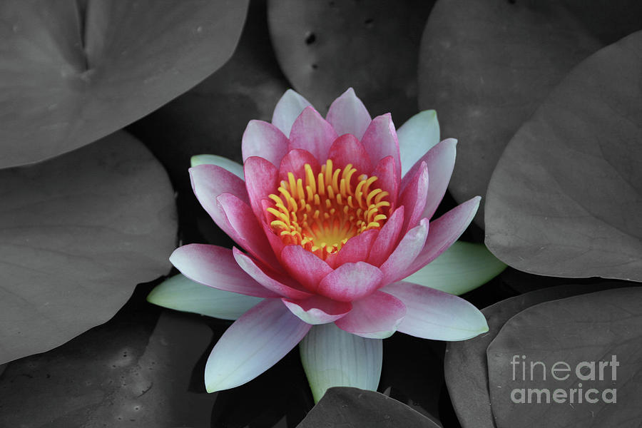 Lily Photograph - Water Lily by Tony Baca
