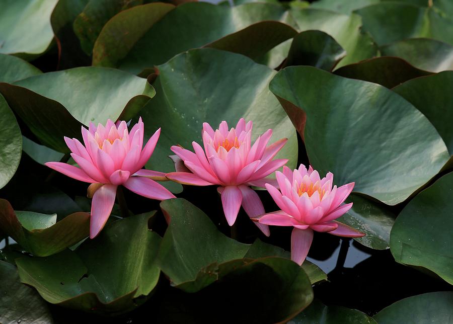 Water lily trio Photograph by Lynn Hopwood - Fine Art America