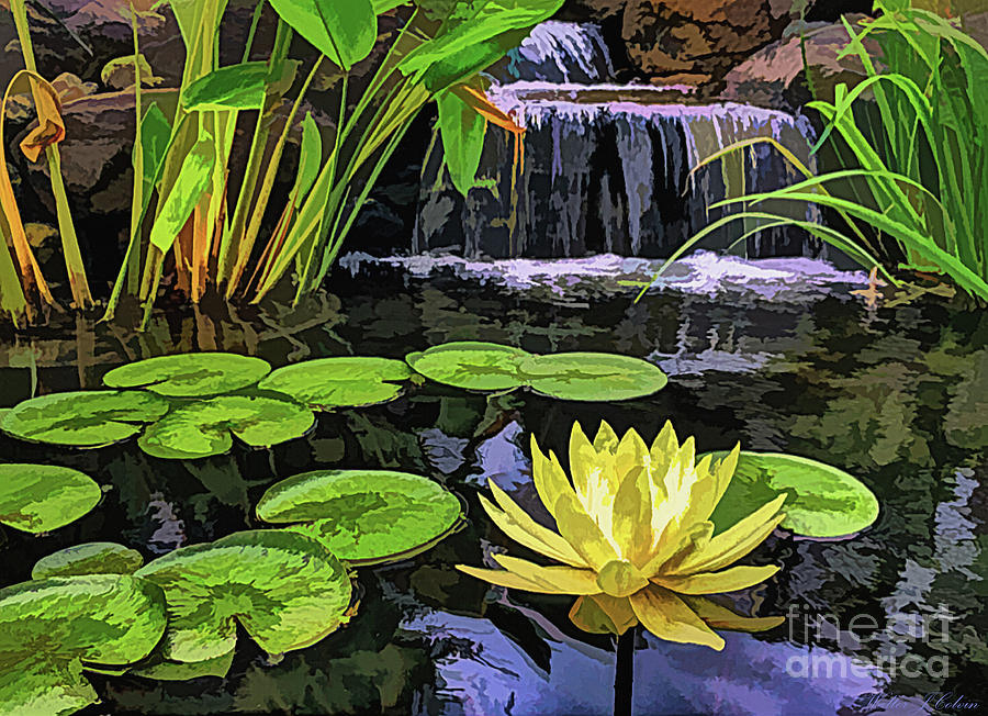 Water Lily Digital Art by Walter Colvin
