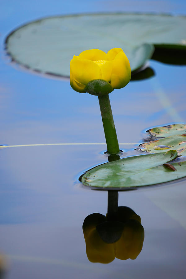 Water Lily Photograph by Wayne Enslow