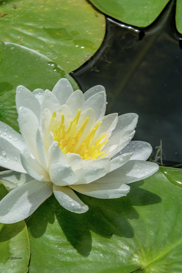 Water Lily White Yellow 1 Photograph by Pamela Williams