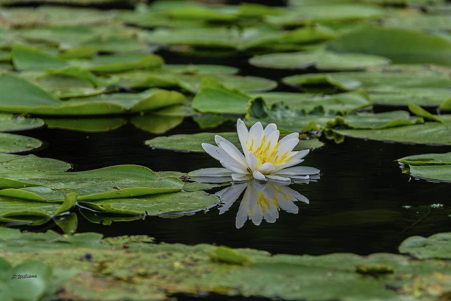 Nature Photograph - Water Lily white Yellow 2 by Pamela Williams