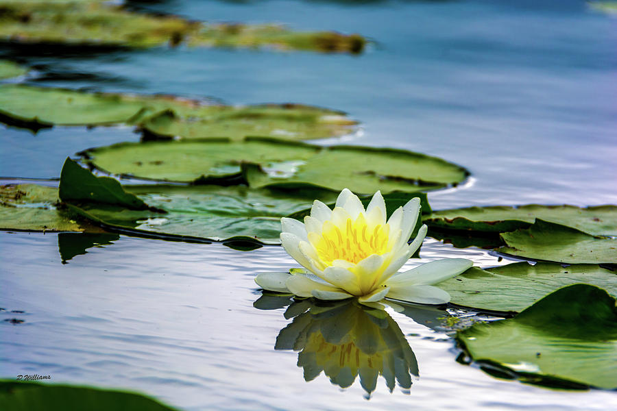Water Lily white Yellow 3 Photograph by Pamela Williams