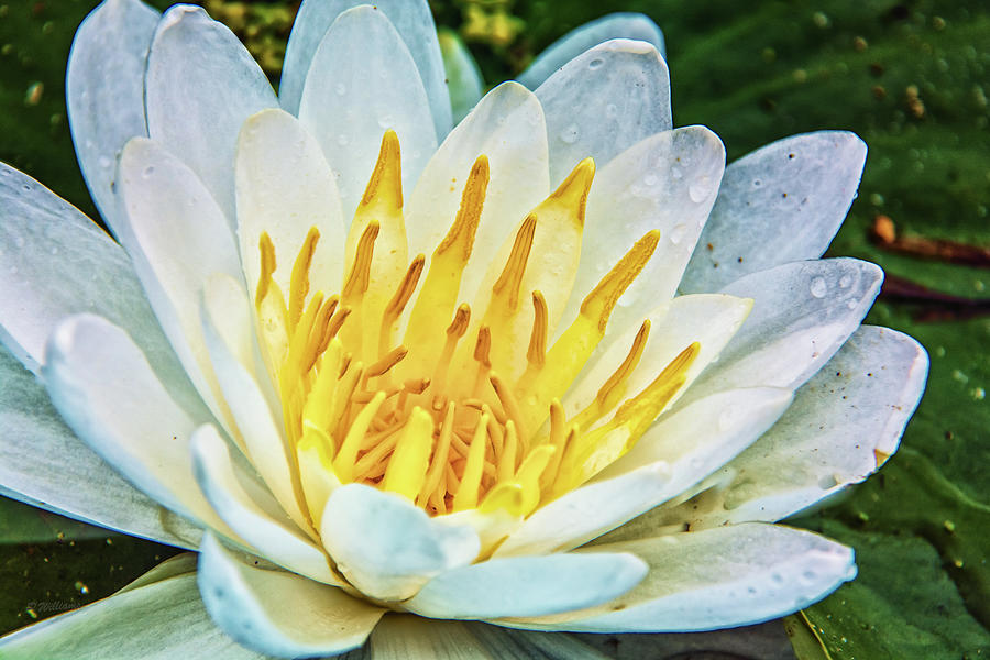 Water Lily White Yellow 4 Photograph by Pamela Williams