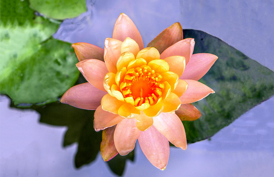 Water Lily Photograph by William Bitman